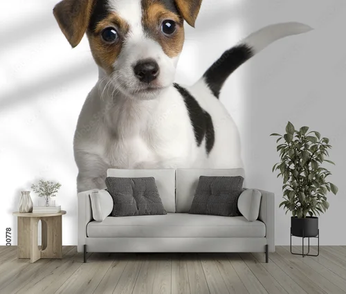 Urocze szczenię Jack Russell na białym tle