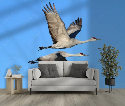 Elegancja w błękicie: Grus canadensis w szlachetnych tonacjach