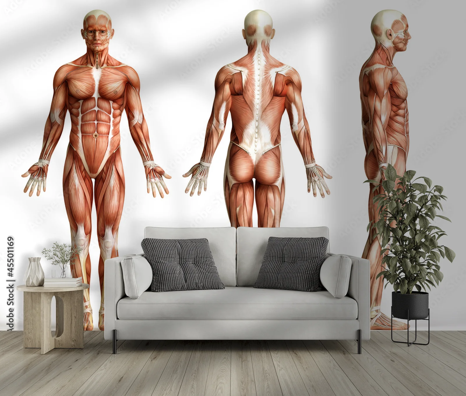 Anatomia człowieka w subtelnej bieli