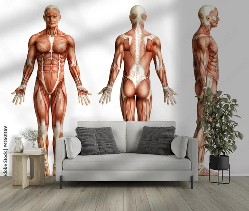 Anatomia człowieka w subtelnej bieli