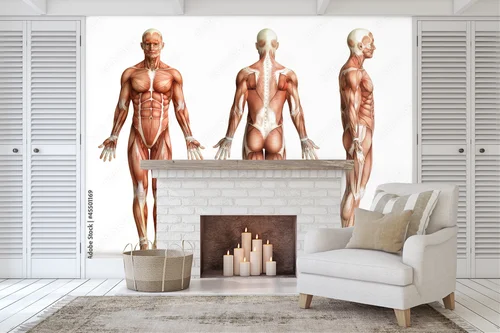 Anatomia człowieka w subtelnej bieli