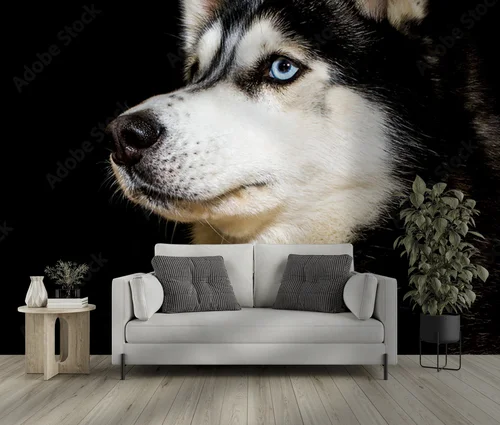 Siberian Husky w zjawiskowej scenerii nocnej