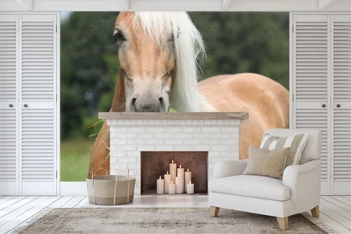 Wspaniała chwila: Haflinger w pastelowej scenerii
