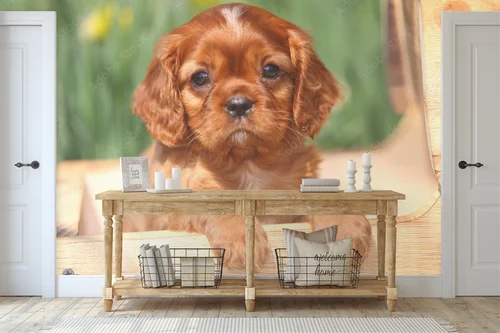 Słoneczny Cavalier w kwiecistej harmonii