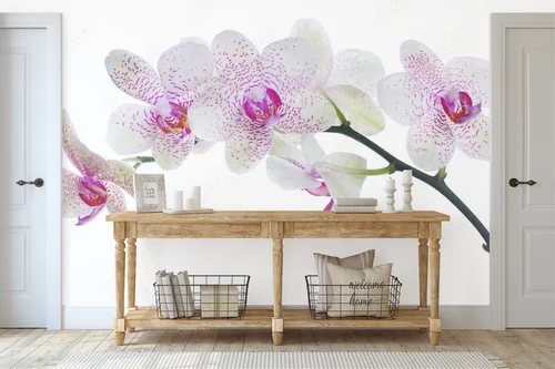 Orchidea w pastelowych odcieniach w bieli