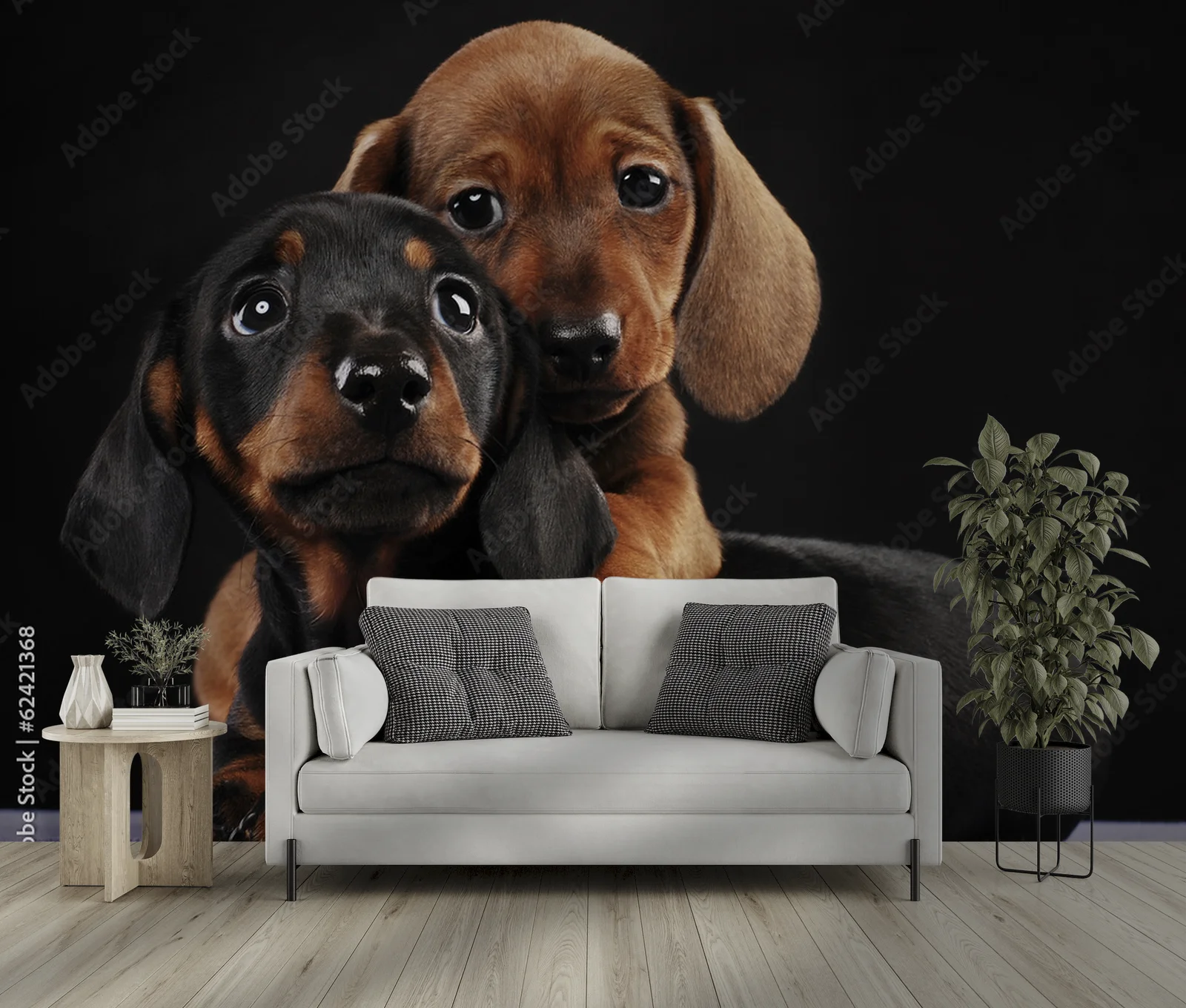 Urocze szczenięta dachshunda w tajemniczej czerni