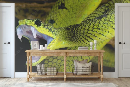 Wielka gra w tropikach: Atakujący wąż Atheris