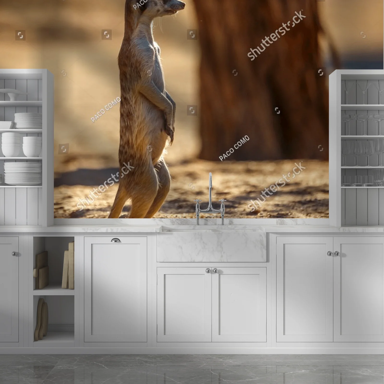 Cudowny świat meerkatów na pustyni Kalahari