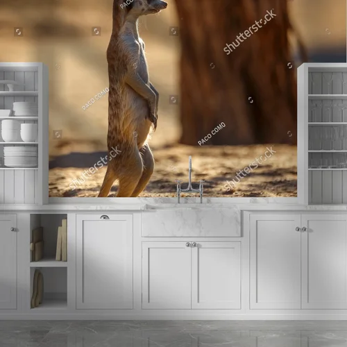Cudowny świat meerkatów na pustyni Kalahari