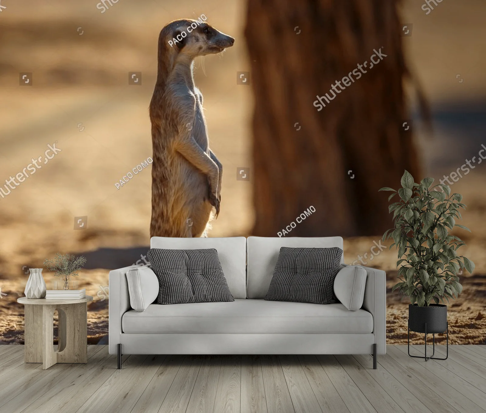 Cudowny świat meerkatów na pustyni Kalahari