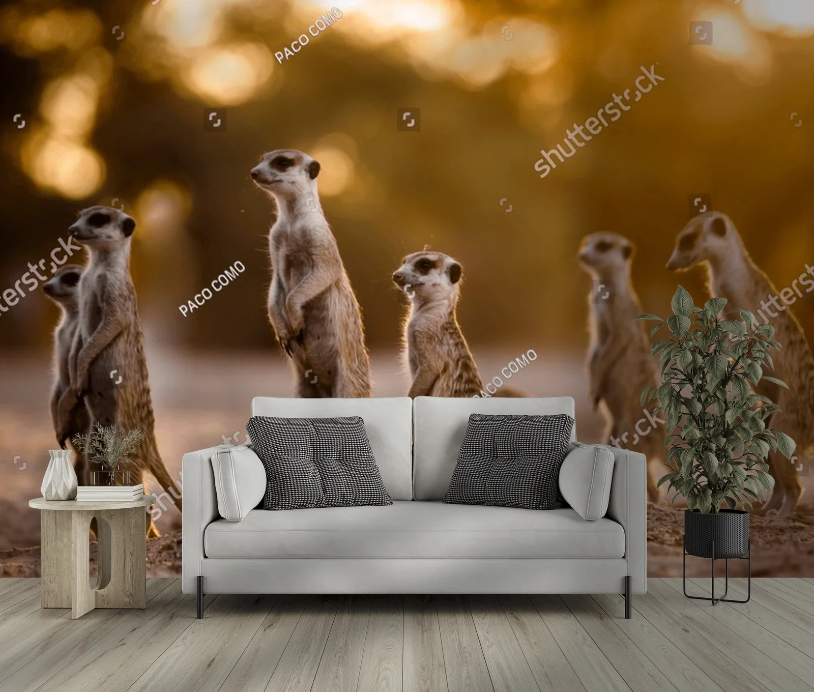 Urokliwy poranek z surykatkami w Kgalagadi