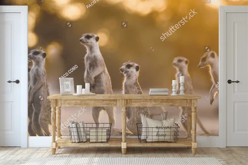 Urokliwy poranek z surykatkami w Kgalagadi