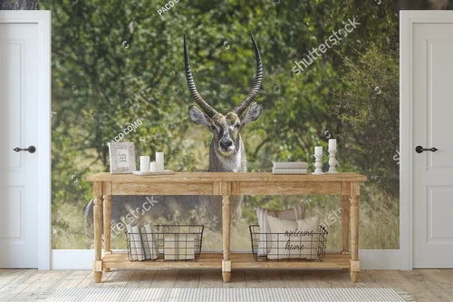 Urokliwe wody sawanny: Common Waterbuck w Krugerze