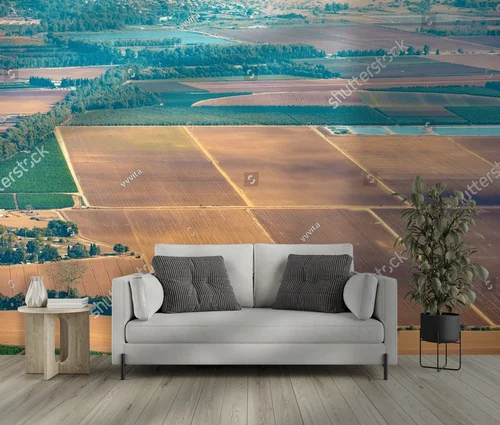 Olive Groves and Fields: A Landscape of Tranquility