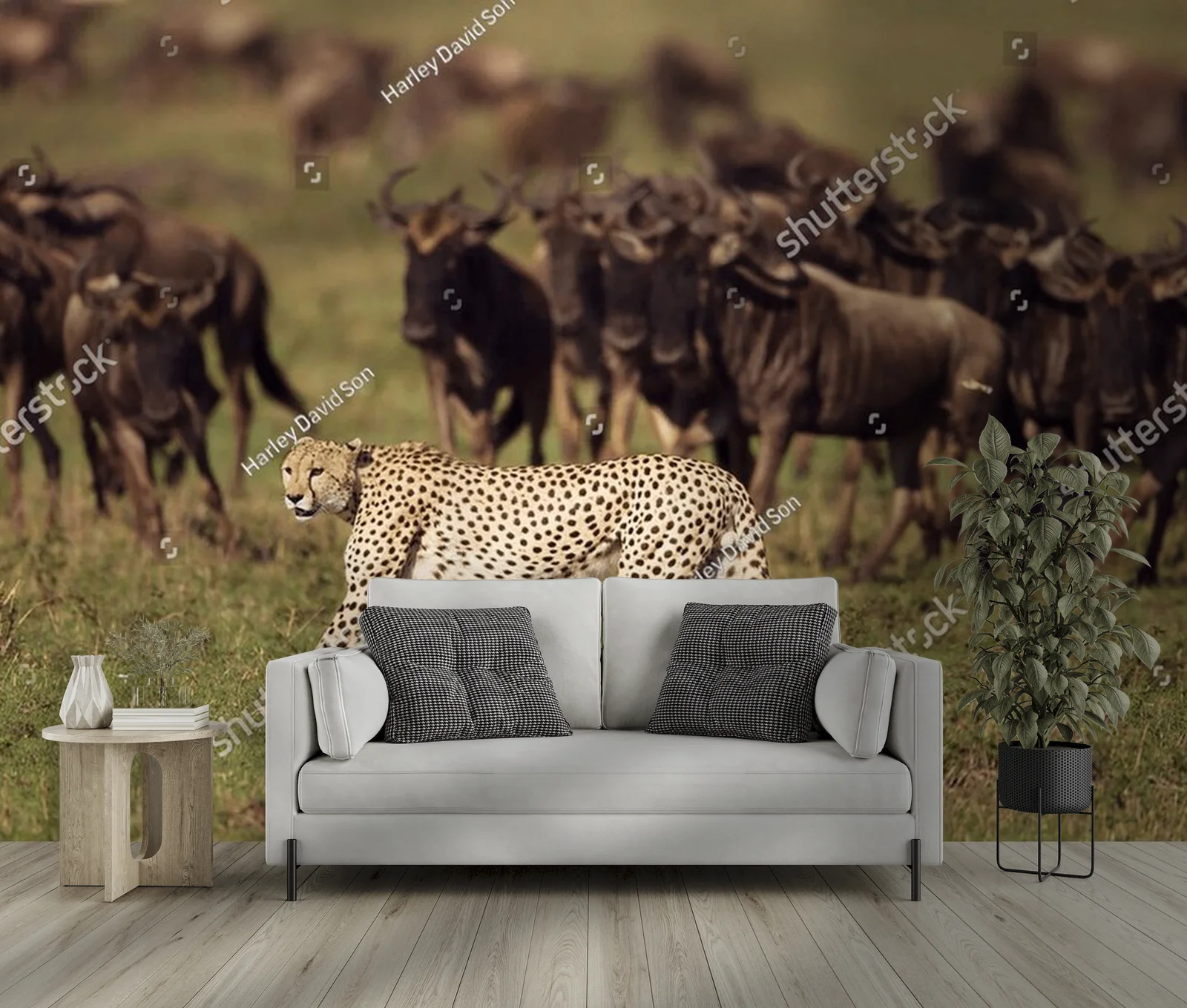 Zderzenie z dziką naturą: cheetah na safari