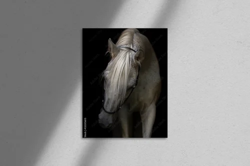 Elegancki portret arabskiego konia w czerni