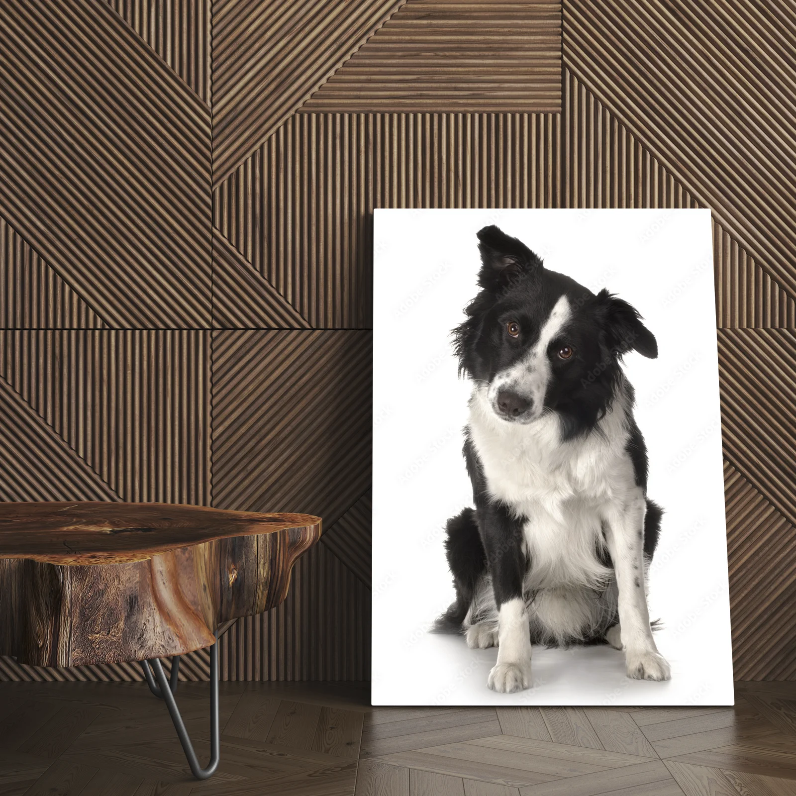 Słodkie spojrzenie border collie w białych tonach