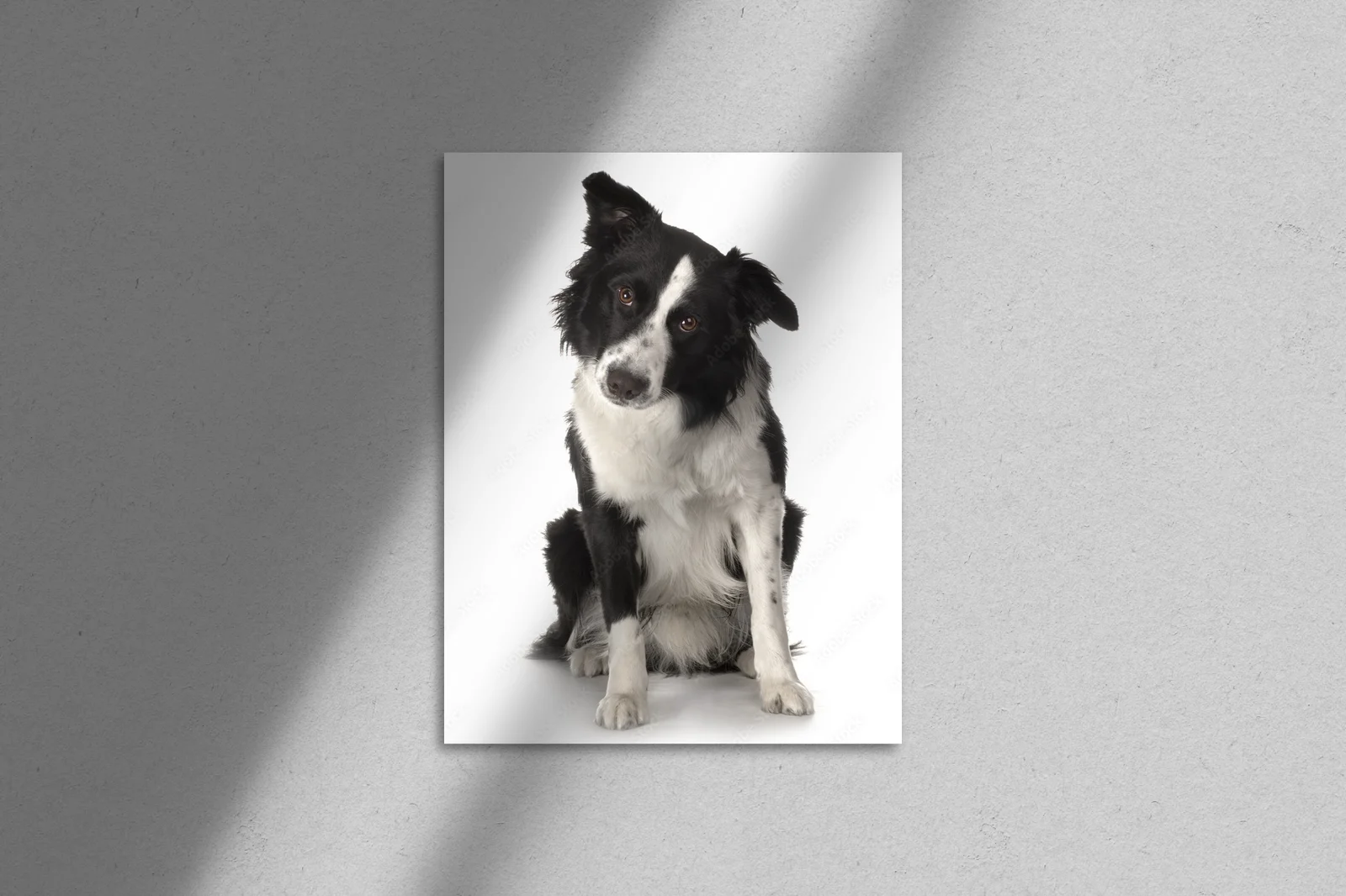 Słodkie spojrzenie border collie w białych tonach