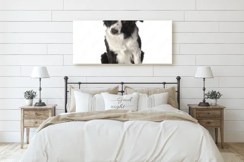 Słodkie spojrzenie border collie w białych tonach