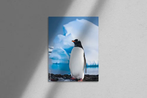 Penguin w otoczeniu skalnych majestatów