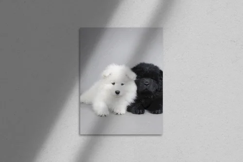 Urocze szczenięta Chow Chow i Samoyed w szarościach