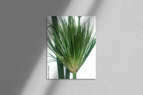 Elegancka harmonia papirusu w odcieniach natury