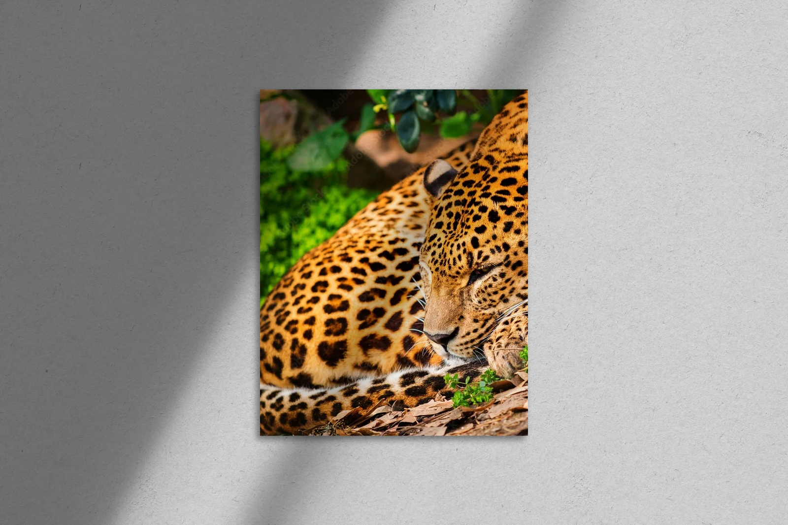 Wspaniałe leopardy w afrykańskiej dziczy