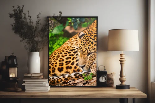 Wspaniałe leopardy w afrykańskiej dziczy