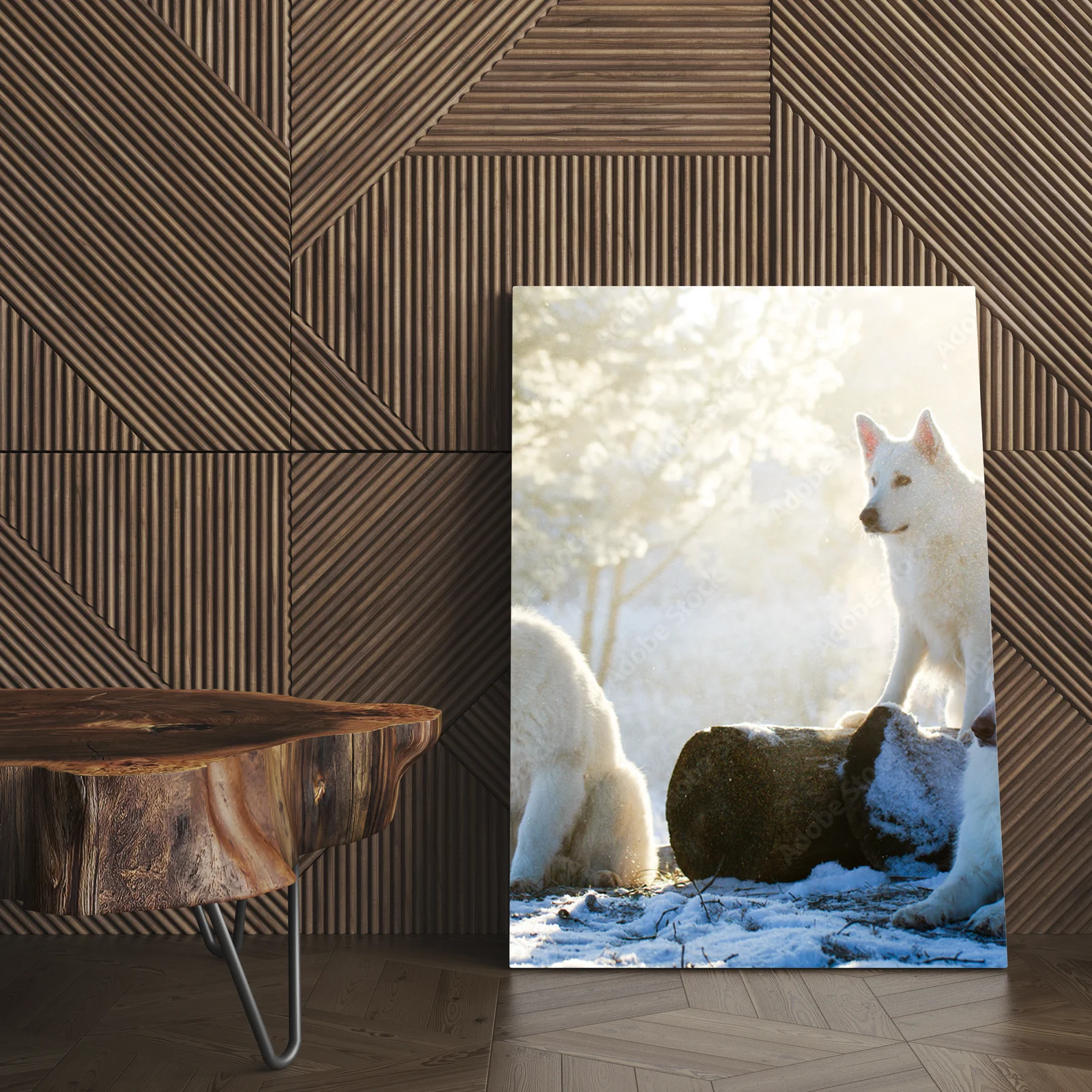 Berger Blanc Suisse: W blasku białej duszy