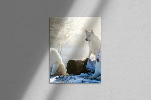 Berger Blanc Suisse: W blasku białej duszy