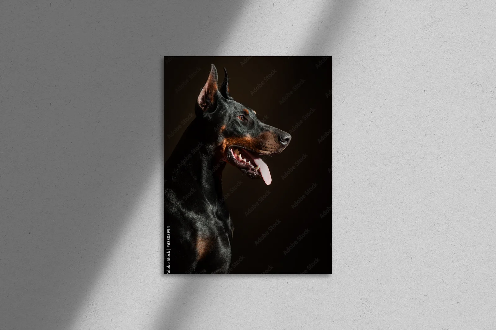 Potężny Dobermann w intensywnych odcieniach czerni