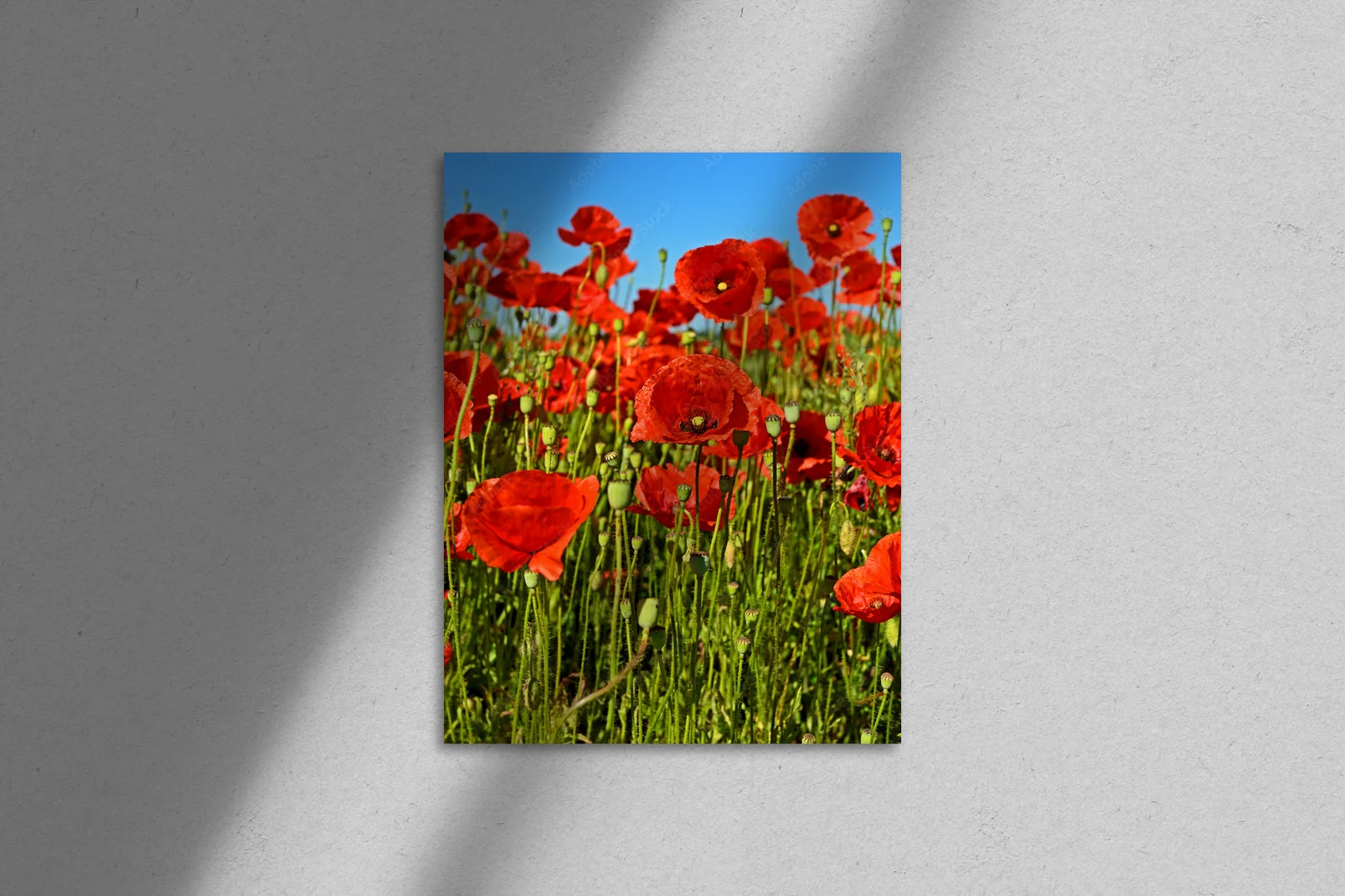 Lśniące letnie poppy w błękitnych odcieniach