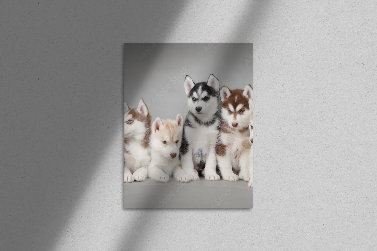 Urok urokliwego szczeniaka Siberian Husky