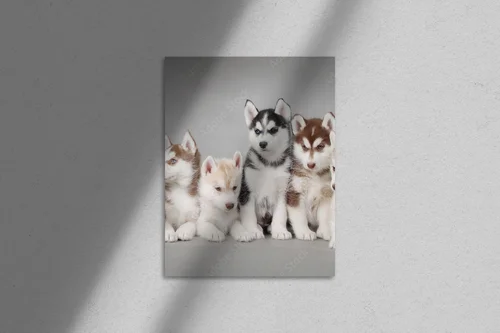 Urok urokliwego szczeniaka Siberian Husky
