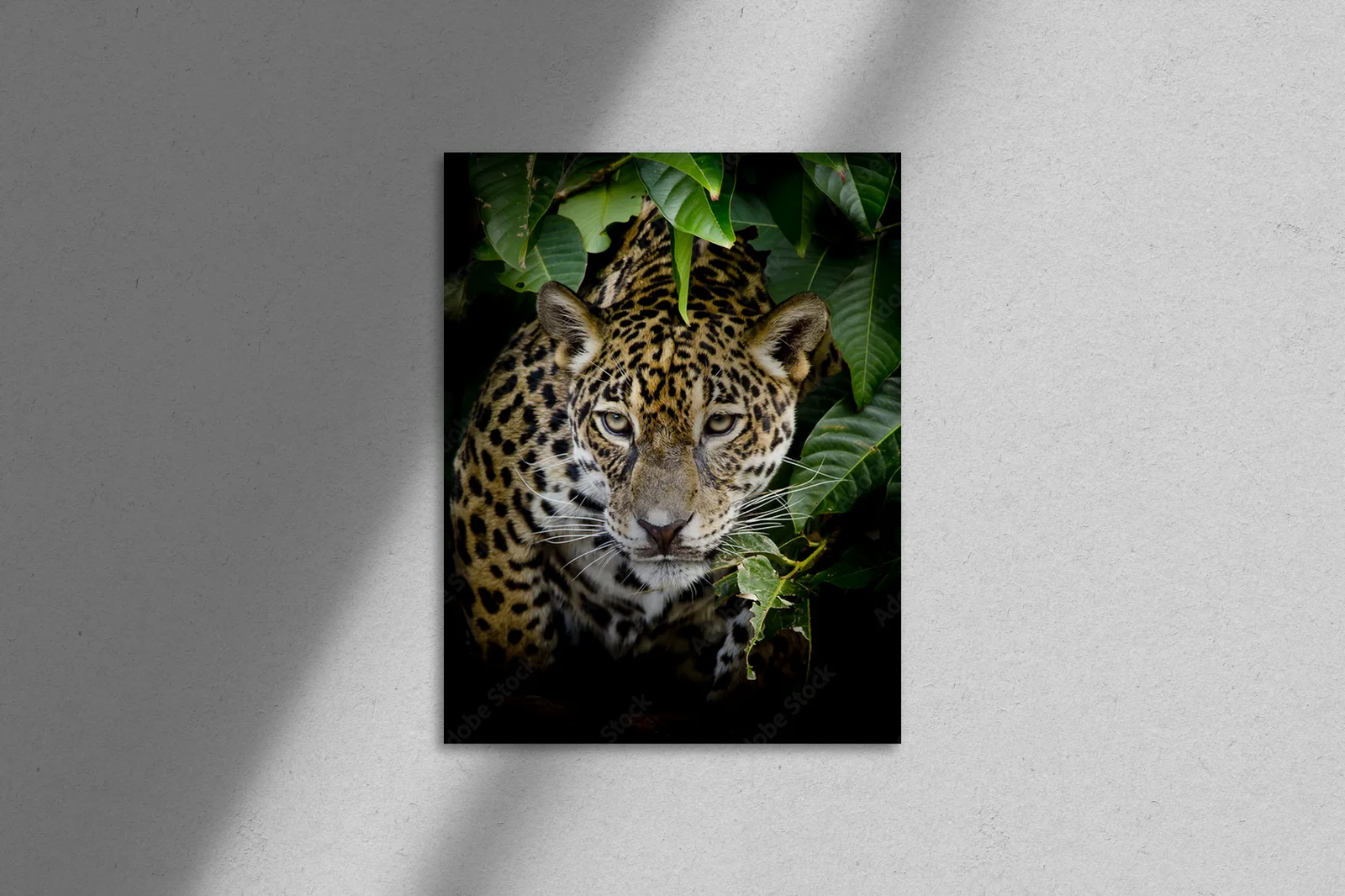 Wciągający portret dzikiego jaguara w czerni