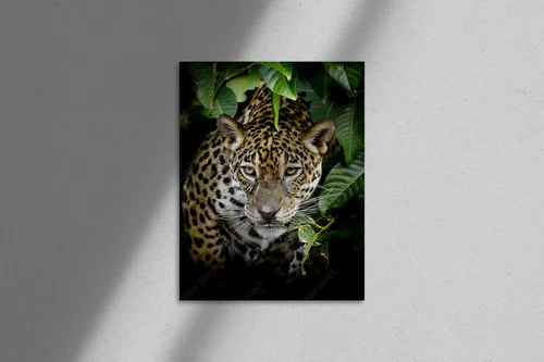 Wciągający portret dzikiego jaguara w czerni