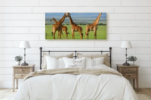 Giraffy w harmonii afrykańskiej sawanny