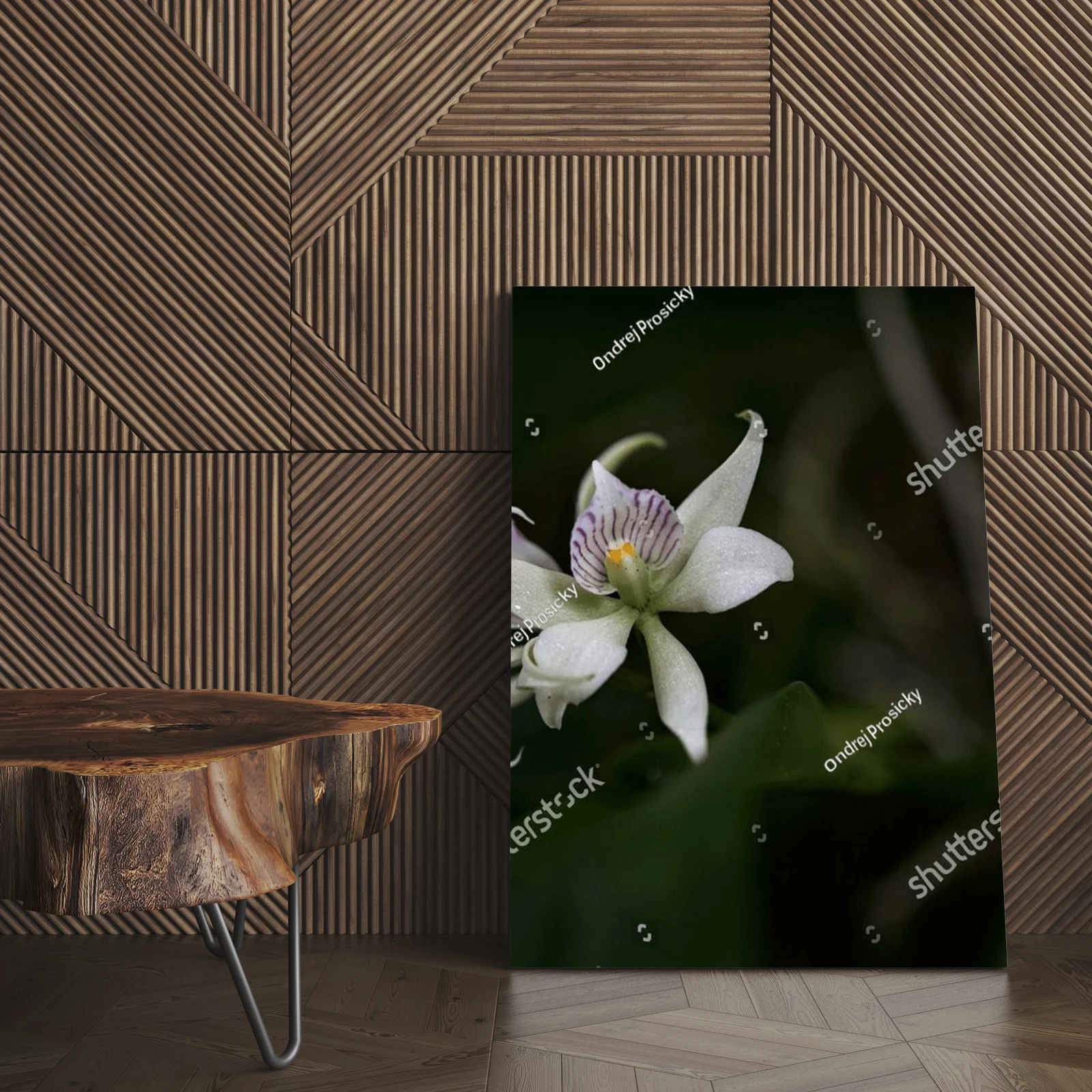 Urok dzikiej orchidei z tropikalnych lasów