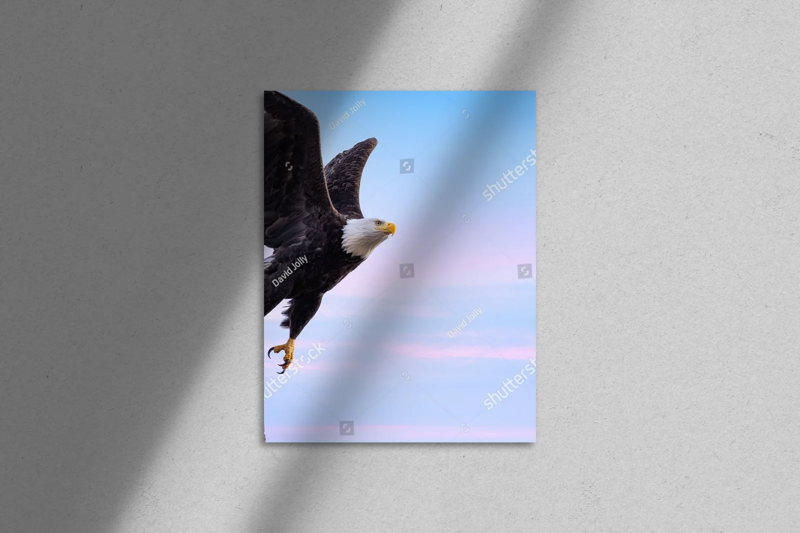 Bald Eagle w majestatycznym locie na niebieskim tle