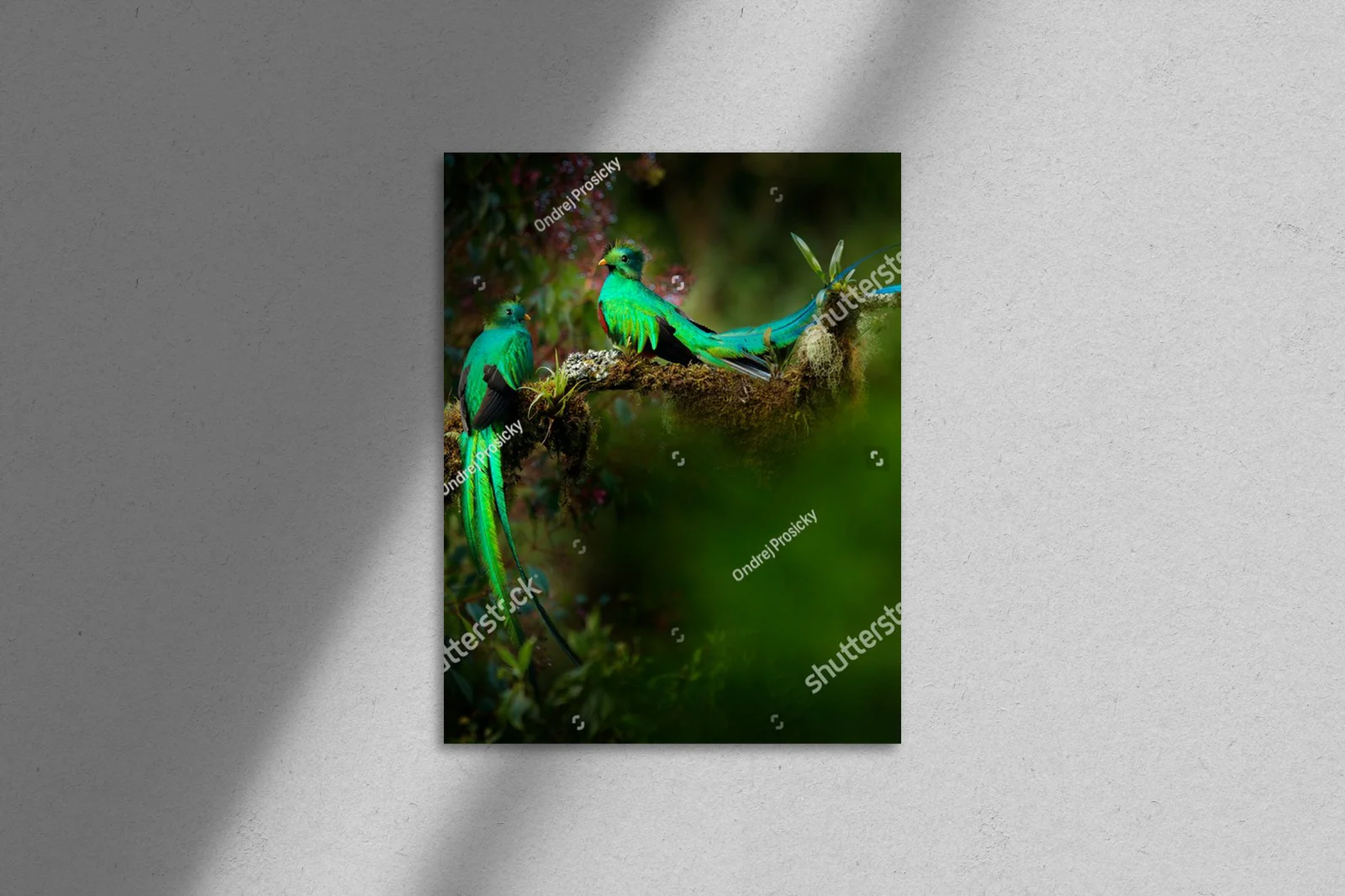 Tropikalna harmonia: quetzale w leśnej scenerii