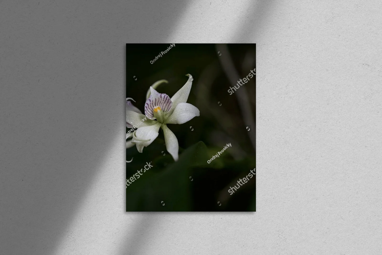 Urok dzikiej orchidei z tropikalnych lasów