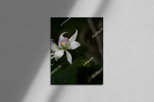 Urok dzikiej orchidei z tropikalnych lasów