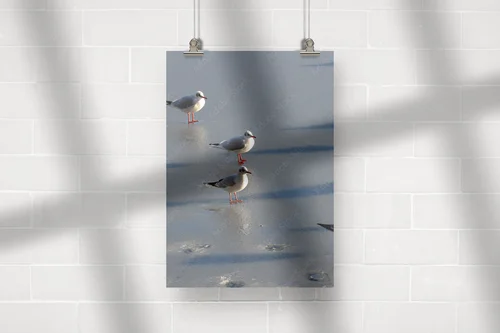 Elegancka seagull w stonowanych barwach