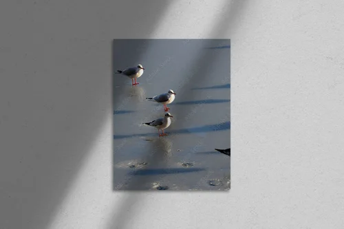 Elegancka seagull w stonowanych barwach