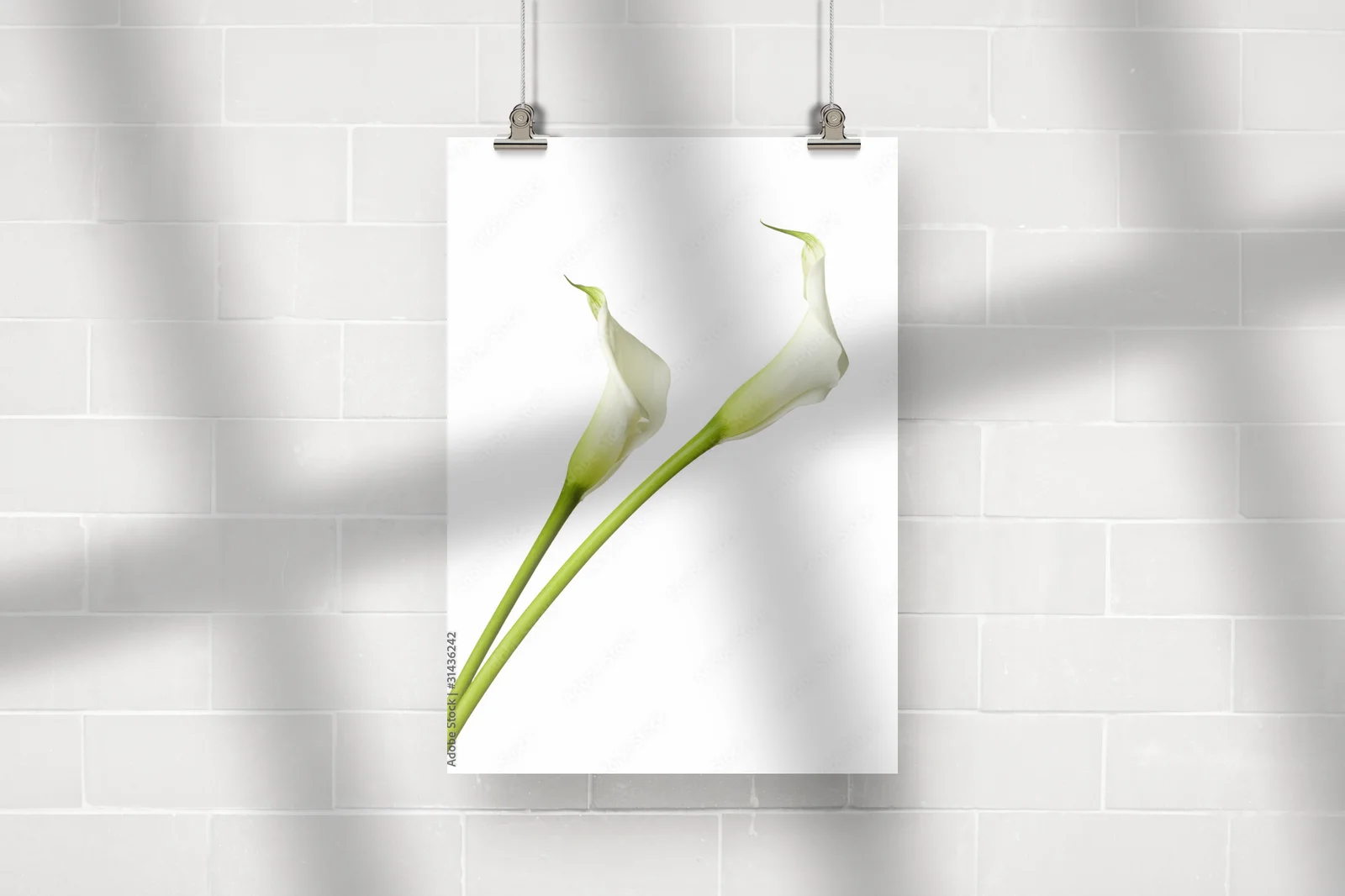 Elegancka biel lilii w pełnej chwale