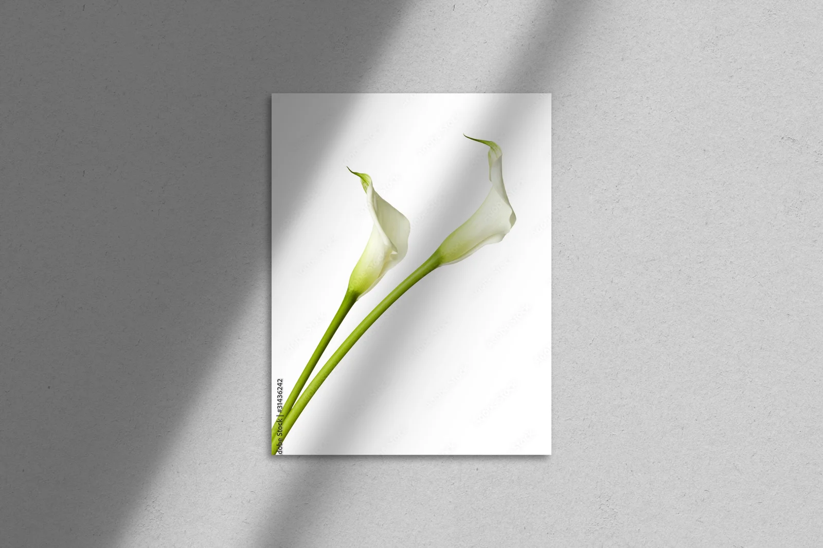 Elegancka biel lilii w pełnej chwale