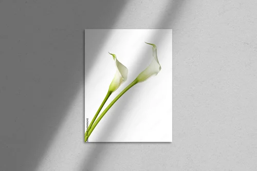 Elegancka biel lilii w pełnej chwale