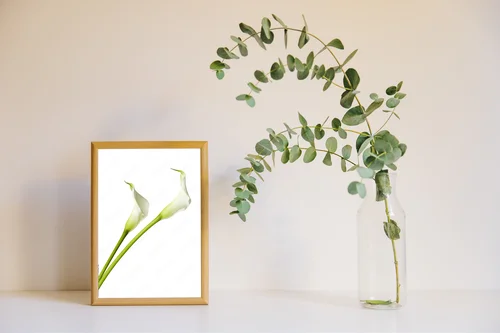 Elegancka biel lilii w pełnej chwale