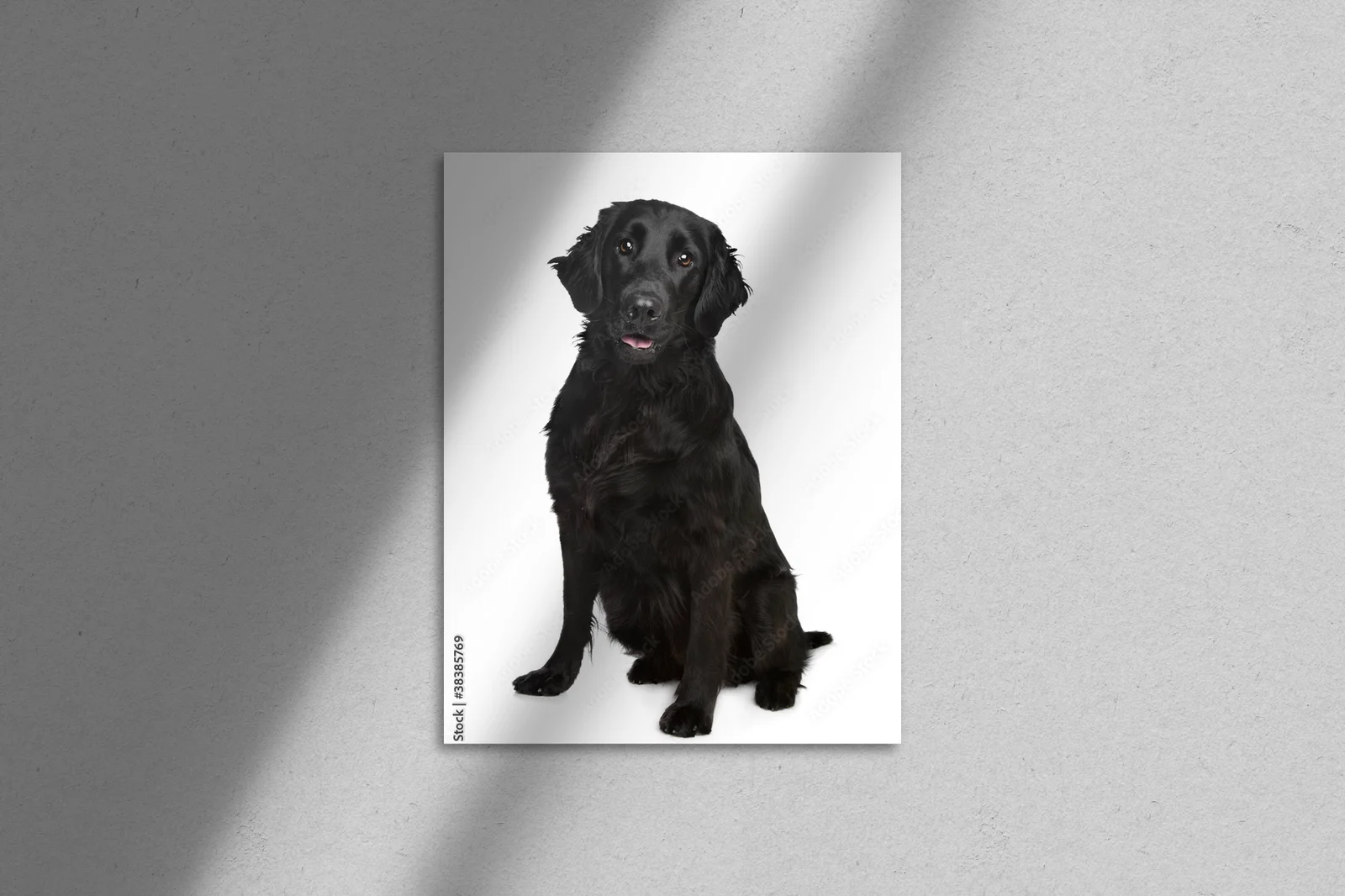 Elegancja bieli: Flat-Coated Retriever