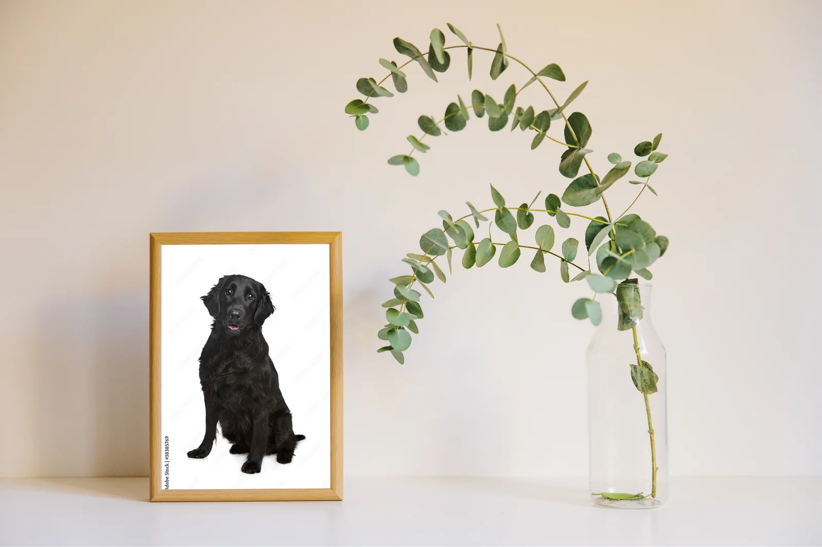 Elegancja bieli: Flat-Coated Retriever